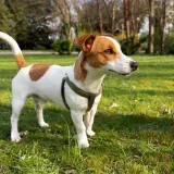 Wesoły jack russel terrier w zielonej obroży stoi na trawie w parku, gotowy do zabawy.