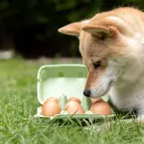 Shiba Inu zaciekawiony jajkami w wytłoczce na trawie. Czy to jego śniadanie?