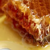 Plaster miodu, złocisty i lepki, budzi pytanie: czy pies może jeść miód?