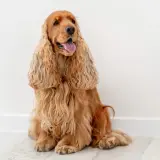 Uroczy, rudy cocker spaniel angielski o łagodnym spojrzeniu, idealnie oddający swój przyjazny charakter.