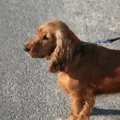 Rudy sussex spaniel na smyczy, z długimi, falującymi uszami, stoi na tle szarej, asfaltowej nawierzchni.