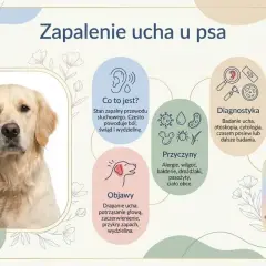 Zapalenie ucha u psa. Pies ma opuchnięte uszy, co może być objawem bólu i świądu.