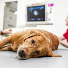 Weterynarz wykonuje aborcję u psa. Pies leży na stole, a lekarze badają go za pomocą USG.