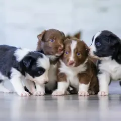 Urocze szczenięta border collie, gotowe do podpisania umowy rezerwacji psa wzór.