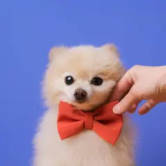 Puszysty szpic miniaturowy w czerwonej muszce, głaskany przez dłoń. Czy to najsłodszy pies na świecie?