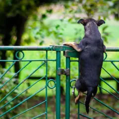 Mały piesek próbuje uciec z posesji, balansując na zielonej bramie.