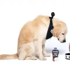 Złoty retriever w bandanie zastanawia się, czy pies może jeść jogurt naturalny. Obok leży opakowanie jogurtu.