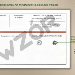 Rodowód psa ze Związku Kynologicznego w Polsce. Zkwp co to? To dokument potwierdzający pochodzenie psa, wydawany przez polski związek kynologiczny.
