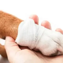 Pies z naciągniętym mięśniem, objawy: opatrunek na łapie, piesek potrzebuje troski.