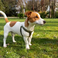 Wesoły jack russel terrier w zielonej obroży stoi na trawie w parku, gotowy do zabawy.