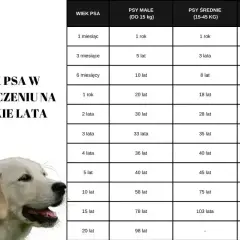 Tabela przelicza wiek psa na ludzkie lata, pokazując, jak szybko starzeją się psy.