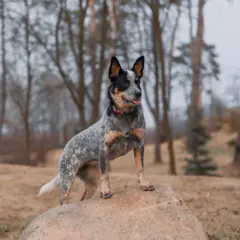 Sroczy australian cattle dog z językiem na wierzchu stoi na kamieniu w lesie.
