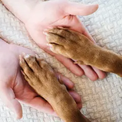 Dwie ludzkie dłonie delikatnie obejmują psie łapy. To symbol przyjaźni i zaufania między człowiekiem a jego pupilem.