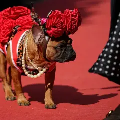 Buldog francuski w czerwonej sukience z różami i perłami. W tle widać fragment sukienki w grochy. Zakaz hodowli buldogów francuskich budzi emocje.