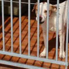 Biały labrador z brązowymi łatami stoi w kojcu, patrząc przez metalowe pręty.