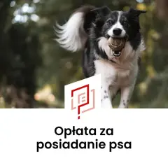 Radosny piesek z piłeczką w pysku. Czy opłata za psa w bloku jest wysoka?