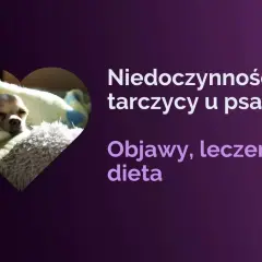 Mały piesek odpoczywa, podczas gdy tekst informuje o niedoczynności tarczycy u psa, objawach, leczeniu i diecie.