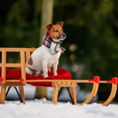 Pies na dworze w szaliku siedzi na sankach w śniegu. Wygląda na to, że temperatura jest idealna na zimowe zabawy.