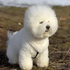 Puszysty bichon frise siedzi na trawie, z puszystą głową i ciekawskim spojrzeniem.