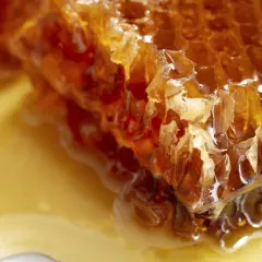 Plaster miodu, złocisty i lepki, budzi pytanie: czy pies może jeść miód?