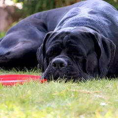 Czarny cane corso z opuszczonymi uszami odpoczywa na trawie obok czerwonej miski.