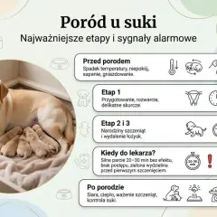 Szczęśliwa suka po porodzie dyszy, otoczona swoimi nowo narodzonymi szczeniętami. Obok grafiki przedstawiające etapy porodu i sygnały alarmowe.