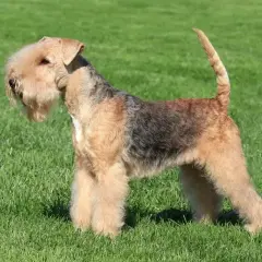 Elegancki lakeland terrier z charakterystyczną brodą i krzaczastymi brwiami stoi na zielonej trawie.
