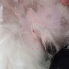 Ranek po zabiegu, co to kastracja? Widoczna rana pooperacyjna na brzuchu psa, otoczona białym futrem.