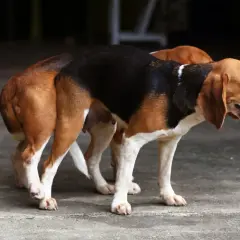 Dwa psy rasy beagle, jeden z nich to suczka, stoją blisko siebie.