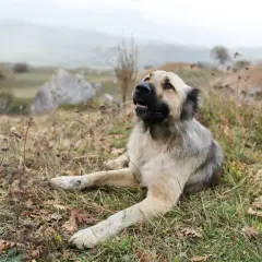 Potężny kangal turecki leży na trawie, obserwując krajobraz.