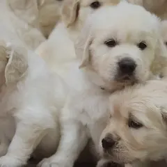 Słodkie szczenięta golden retriever, przyszłość polskiego porozumienia kynologicznego, wtulone w siebie.