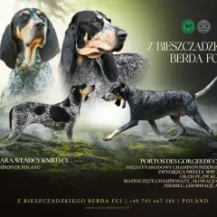 Gończy gaskoński w całej okazałości. Dwa psy tej rasy, jeden z nich to Sakara Władcy Kniel FCI, Champion of Poland.