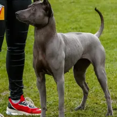Szary pies rasy tajski ridgeback z numerem 229 czeka na ocenę. Czy to pies zgodny ze wzorcem FCI?