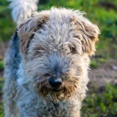 Uroczy fox terrier krótkowłosy z kudłatą sierścią, z nosem lekko ubrudzonym ziemią, stoi na trawie.