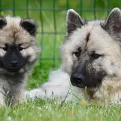 Dwa psy rasy Keeshond, dorosły i szczenię, leżą na trawie. To inspiracja, jak otworzyć hodowlę psów.