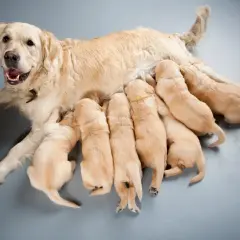 Szczenięta golden retriever piją mleko od mamy. To dowód, jak ważna jest karma dla suki karmiącej, by zapewnić im siłę i zdrowie.