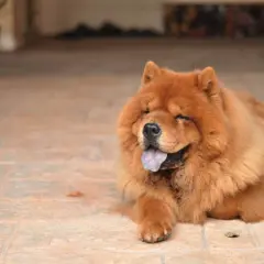 Puszysty chow chow czarny, z językiem na wierzchu, leży na płytkach, mrużąc oczy w słońcu.