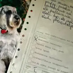 Na wystawie psów, obok uroczej miniaturki sznaucera, widać formularz oceny. Zaznaczono "dyskwalifikacja", co dyskwalifikuje psa na wystawie.
