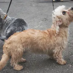 Uroczy piesek rasy dandie dinmont terrier o rudawym futrze, z zaciekawieniem spogląda w górę.
