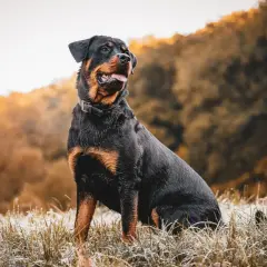 Potężny rottweiler siedzi na mroźnej trawie, emanując spokojem i siłą. Jego charakter to połączenie lojalności i odwagi.
