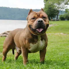 Potężny american bully standard, brązowy z białymi znaczeniami, stoi na trawie nad jeziorem.