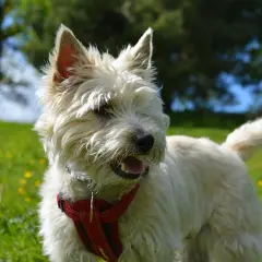 Wesoły cairn terrier w czerwonej obroży biega po zielonej łące pełnej żółtych kwiatków.