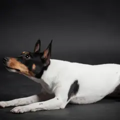 Czarno-biały toy fox terrier z brązowymi znaczeniami na głowie leży na ciemnym tle, czujnie patrząc w bok.