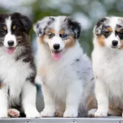Pięć szczeniąt rasy Australian Shepherd siedzi obok siebie. Chcesz wiedzieć, jak założyć hodowlę psów w stowarzyszeniu?