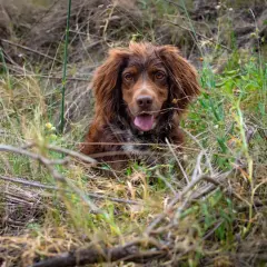 Uroczy spaniel polski z brązową sierścią siedzi w trawie, z językiem na wierzchu.