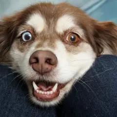Uroczy piesek z różnymi kolorami oczu, z otwartym pyszczkiem i widocznymi ząbkami, szuka domu. Psy do adopcji czekają na Ciebie!