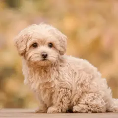 Uroczy szczeniak rasy maltipoo siedzi na drewnianym tarasie, otoczony jesiennymi liśćmi.