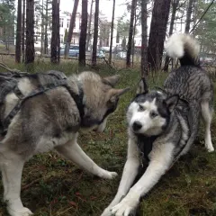 Dwa psy rasy husky malamut w uprzęży bawią się w lesie.