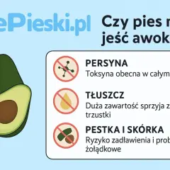 Czy pies może jeść awokado? Grafika pokazuje awokado i ostrzega przed persyną, tłuszczem i pestką/skórką.
