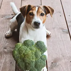 Jack Russell Terrier leży obok brokuła, zastanawiając się, czy pies może jeść brokuły.